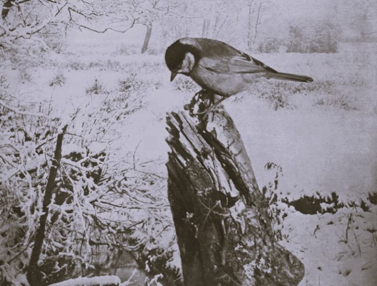 The Christmas Bird Count and a Press Freedom Case in 1973 27 122524-04-Animals-Christmas