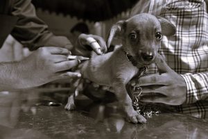 Anti-Vaxxers Spread Their Disinformative Claws to Pet Owners 27 011424-03-Animals-Medicine