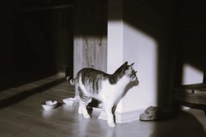 House Cats Are Coming Down with Bird Flu 26 021025-03-Animals-Disease