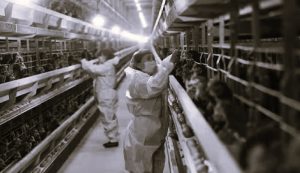 Bird Flu Is on the Cusp of Transmitting between Humans 3 041225-05-Disease-Health