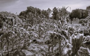042425-01-Climate-Environment