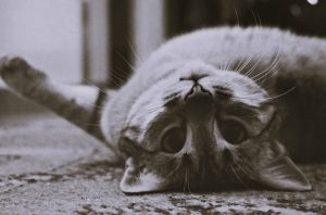 Top Tips for Ensuring Your Cat's Long-term Health 22 CatHealth-DanielKing02