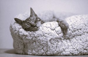 How to Select Affordable Cat Insurance for Your Pet 18 CatInsurance-DanielKing02