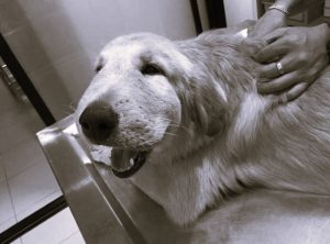 How Emergency Vets in Miami Handle Sudden Allergic Reactions in Pets 17 VetsPetsHannahGilbert02