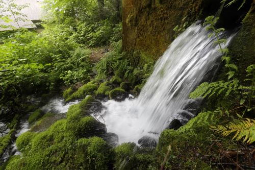 A proposal for Nestlé to build a water bottling plant in Cascade Locks, Oregon, was one of the most heated battles in the state in its 2016 primary.