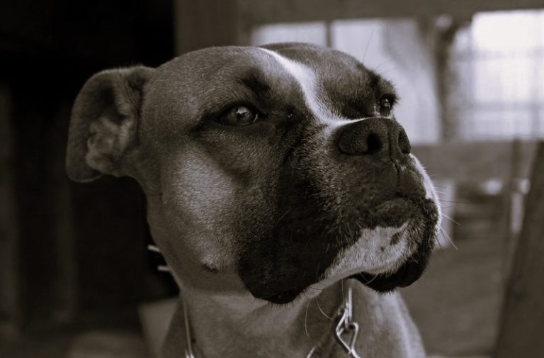 Blue Whales Are Going Quiet And Scientists Are Alarmed BoxerDogs HannahGilbert02 768x505