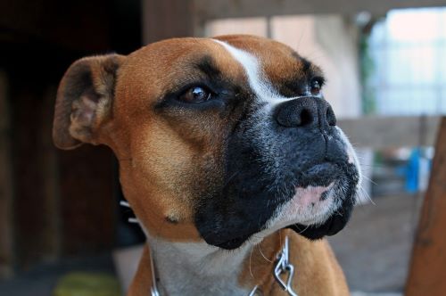 6 Reasons Why Boxer Dogs Make Loyal Family Companions 6 6 Reasons Why Boxer Dogs Make Loyal Family Companions