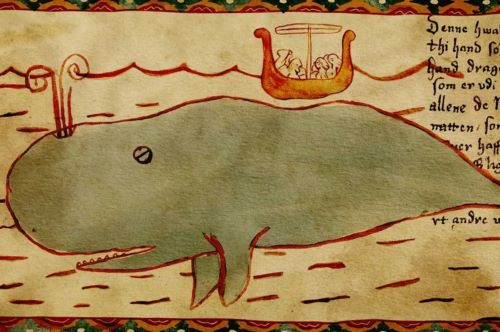 Medieval Blues: How Viking-Age Hunters Pursued the Biggest Animal on Earth 13 Evidence suggests blue whales were an important food source for Icelanders.