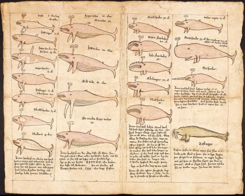 Medieval Blues: How Viking-Age Hunters Pursued the Biggest Animal on Earth 15 A drawing of 19 whales and a walrus by Jon Guðmundsson, a 17th-century poet and scholar