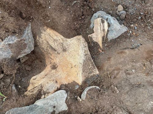 Medieval Blues: How Viking-Age Hunters Pursued the Biggest Animal on Earth 17 A large, intact whalebone found by researchers at Hafnir
