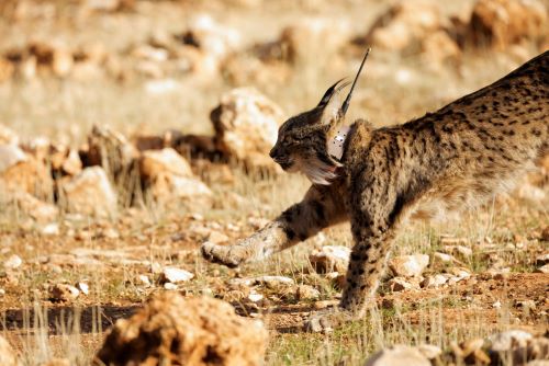A Vanishing Chorus: How Climate Change Is Silencing a Dying Animal World 9 A Vanishing Chorus: How Climate Change Is Silencing a Dying Animal World