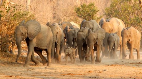 A Vanishing Chorus: How Climate Change Is Silencing a Dying Animal World 11 A herd of elephants on the move in Zimbabwe