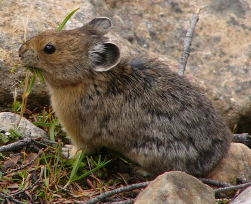 A Vanishing Chorus: How Climate Change Is Silencing a Dying Animal World 12 An American pika feeding on grass