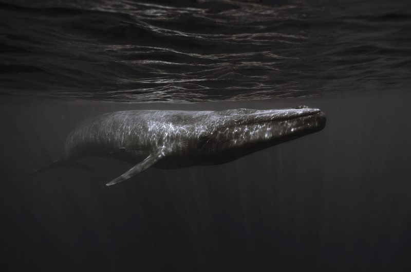 Blue Whales Are Going Quiet And Scientists Are Alarmed 080225 19 Animals
