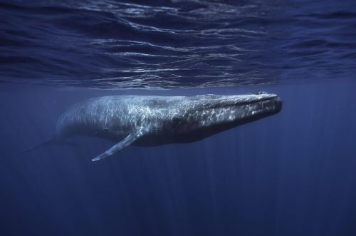 Silent Giants: Disappearing Songs of Blue Whales Reveal a Dying Ocean 9 A blue whale