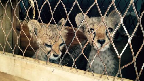 The Exotic Pet Trade Is Quietly Reshaping Nature’s Boundaries 7 Nine cheetah cubs were rescued from wildlife traffickers in Somaliland