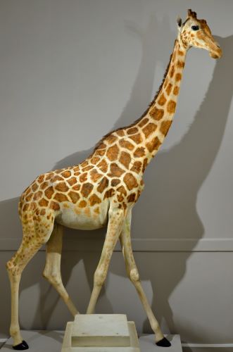 The Exotic Animal Trade and the Invention of the Global Zoo, 1700–1900 13 The stuffed giraffe known as Zarafa