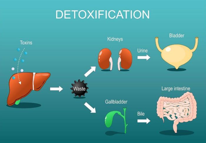 The Myth of the Purge: How Detox Diets Sell a Problem the Body Already Solved 10 Illustration of biological detoxification