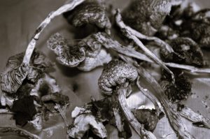 Sacred Fungi and the Boundaries of Belief: America’s Emerging Psychedelic Faith Fight 1 081225-15-Drugs-Religion