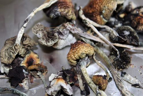 Sacred Fungi and the Boundaries of Belief: America’s Emerging Psychedelic Faith Fight 9 Dried mushrooms
