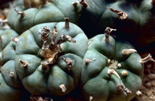 Sacred Fungi and the Boundaries of Belief: America’s Emerging Psychedelic Faith Fight 12 Peyote in the wild