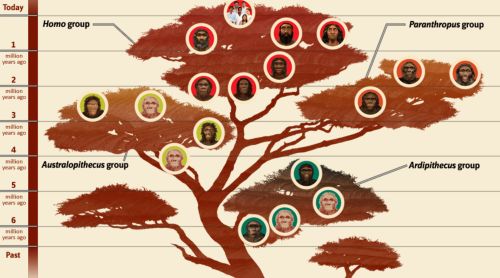 Minds Entwined: The Branching Paths of Human Evolution 6 Human family tree