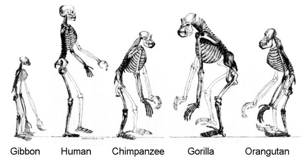 Myths of Doubt: The Persistence of Anti-Evolutionary Arguments in Historical Perspective 5 The hominoids are descendants of a common ancestor.