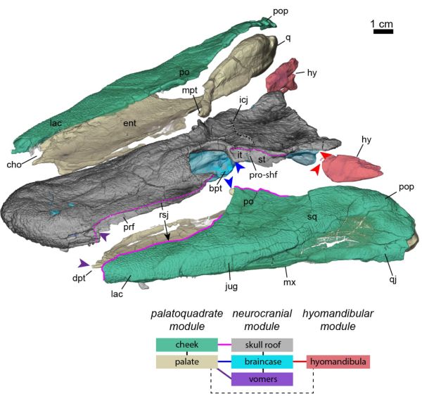 Myths of Doubt: The Persistence of Anti-Evolutionary Arguments in Historical Perspective 6 Tiktaalik roseae is a 375 million year old fossil fish that was discovered in the Canadian Arctic in 2004.