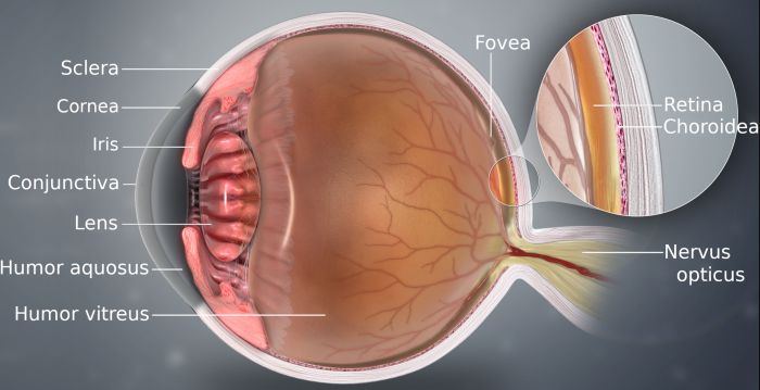 Myths of Doubt: The Persistence of Anti-Evolutionary Arguments in Historical Perspective 7 A detailed medical illustration of the eye