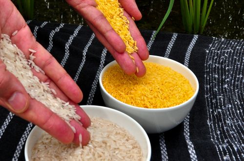 Seeds of Change: Crop Modification in the Ancient and Medieval Worlds 6 Golden rice