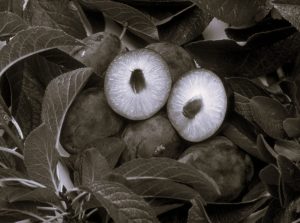 Seeds of Fear: Cultural Resistance and the Myths about Genetically Modified Foods 11 082425-27-Agriculture-Food