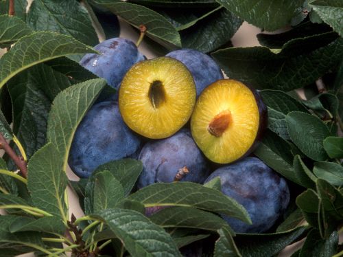 Seeds of Fear: Cultural Resistance and the Myths about Genetically Modified Foods 2 Plums genetically engineered for resistance to plum pox