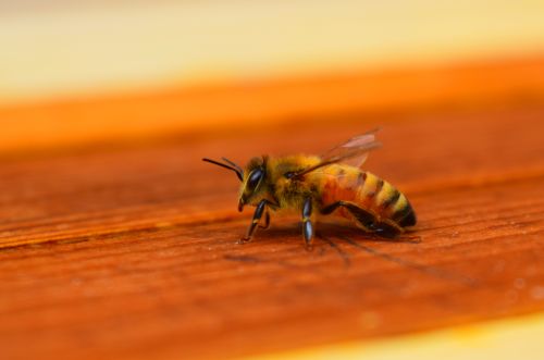 Seeds of Fear: Cultural Resistance and the Myths about Genetically Modified Foods 6 Western honey bee on the bars of a horizontal top-bar hive