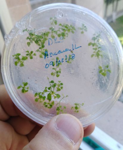 Seeds of Fear: Cultural Resistance and the Myths about Genetically Modified Foods 8 An Arabidopsis thaliana tissue culture Petri dish