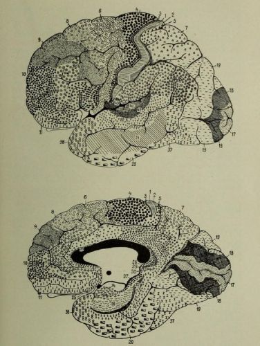 Brodmann’s Grids to Neural Networks: The Historical Cartography of the Brain 4 Brodmann's classification of areas of the cortex