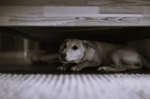 How to Assess Quality When Choosing the Best CBD for Dogs’ Anxiety 9 AssessQuality-HannahGilbert02