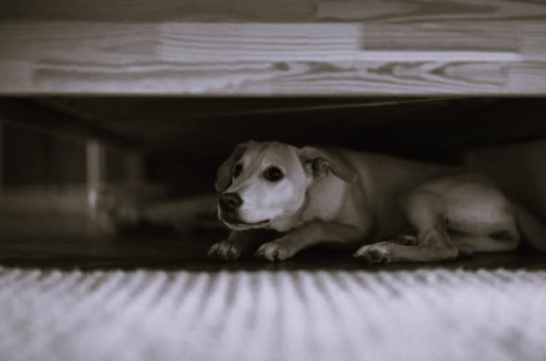 How to Assess Quality When Choosing the Best CBD for Dogs’ Anxiety 17 AssessQuality-HannahGilbert02