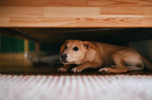 How to Assess Quality When Choosing the Best CBD for Dogs’ Anxiety 6 A dog beneath a bed