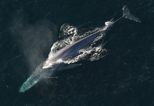 Silent Giants: Disappearing Songs of Blue Whales Reveal a Dying Ocean 11 Adult blue whale