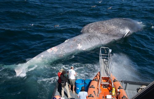 Silent Giants: Disappearing Songs of Blue Whales Reveal a Dying Ocean 12 Researchers examine a dead blue whale killed by collision with a ship