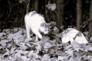 When Should You Introduce a Mushroom Supplement Into Your Cat’s Routine 7 CatsMeds-HannahGilbert02