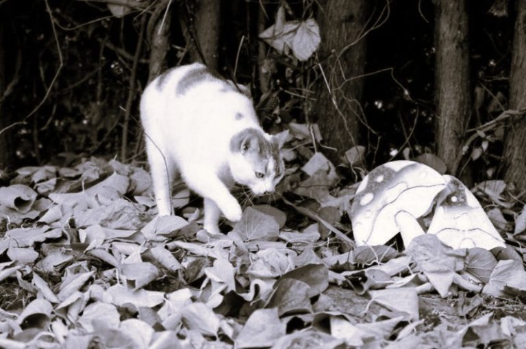 When Should You Introduce a Mushroom Supplement Into Your Cat’s Routine 16 CatsMeds-HannahGilbert02
