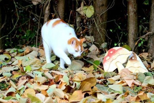 When Should You Introduce a Mushroom Supplement Into Your Cat’s Routine 6 When Should You Introduce a Mushroom Supplement Into Your Cat’s Routine