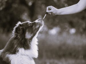 How CBD Helps Calm a Restless Dog Without Harsh Medications 4 DogsHealth-HannahGilbert01