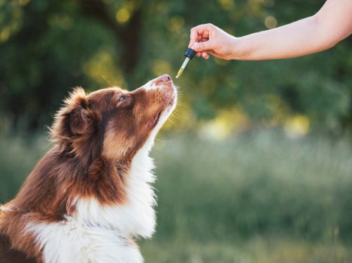 How CBD Helps Calm a Restless Dog Without Harsh Medications 2 How CBD Helps Calm a Restless Dog Without Harsh Medications
