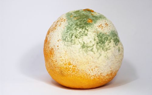 Penicillium digitatum mold growing on a clementine