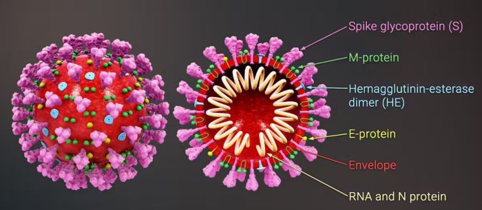 RFK Jr.’s Misguided Attacks on mRNA Vaccines Endanger Public Health 4 RFK Jr.’s Misguided Attacks on mRNA Vaccines Endanger Public Health