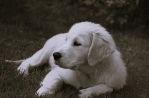 Why White Labradors Are Becoming a Popular Choice for Families Nationwide 2 WhiteLabradors-HannahGilbert02