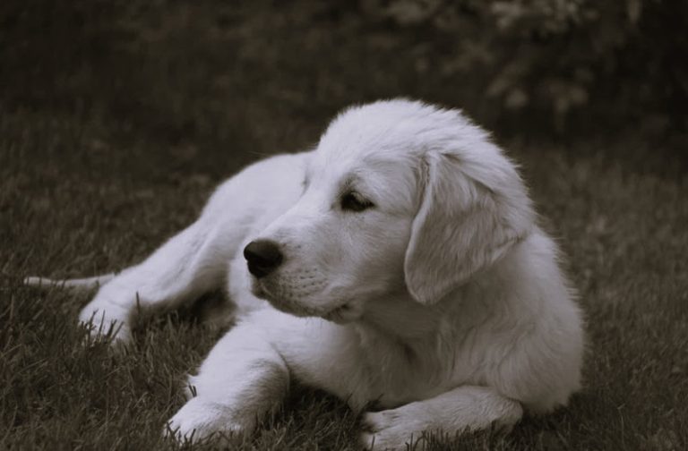 Why White Labradors Are Becoming a Popular Choice for Families Nationwide 14 WhiteLabradors-HannahGilbert02