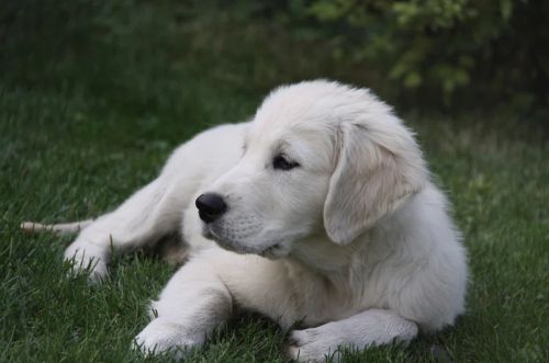 Why White Labradors Are Becoming a Popular Choice for Families Nationwide 2 Why White Labradors Are Becoming a Popular Choice for Families Nationwide